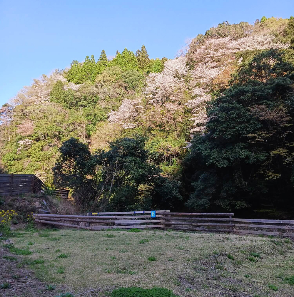 飛び瀬キャンプ村について